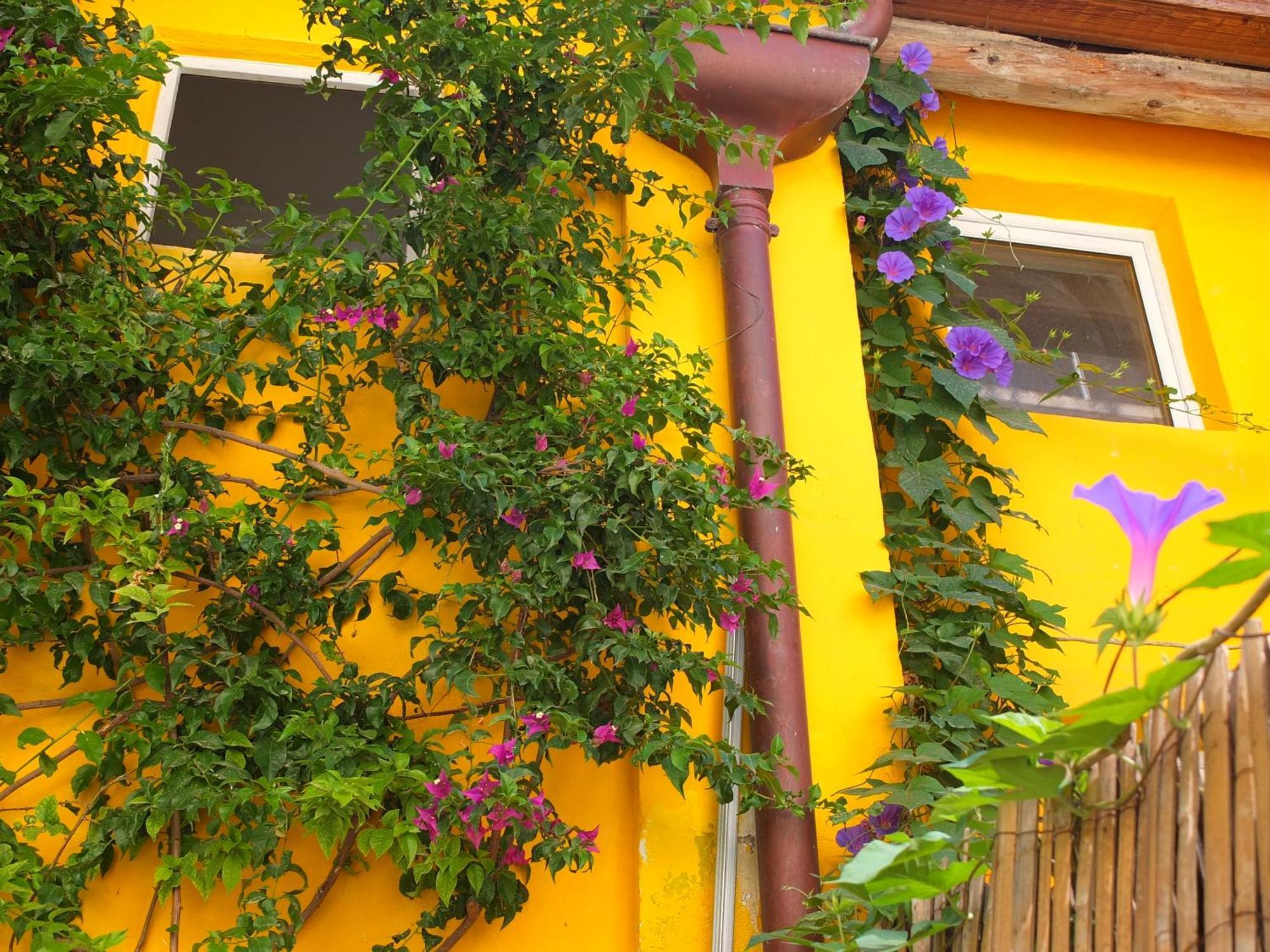 La Maison Jaune Сет Номер фото